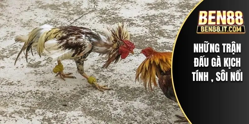 Những trận đấu gà kịch tính, sôi nổi