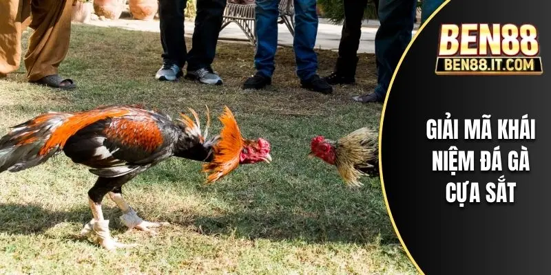 Giải mã khái niệm đá gà cựa sắt