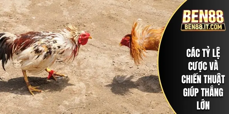 Các tỷ lệ cược và chiến thuật giúp thắng lớn