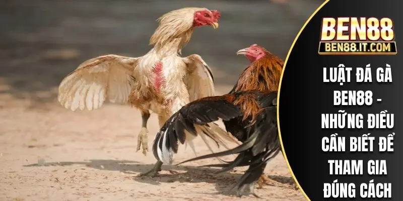 Luật đá gà với nhiều nhiều quy tắc chú ý