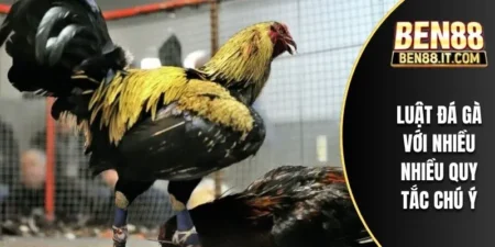 Luật đá gà BEN88 - Những điều cần biết để tham gia đúng cách