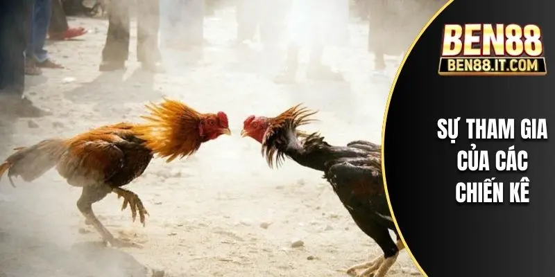 Sự tham gia của các chiến kê