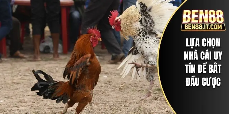 Lựa chọn nhà cái uy tín để bắt đầu cược