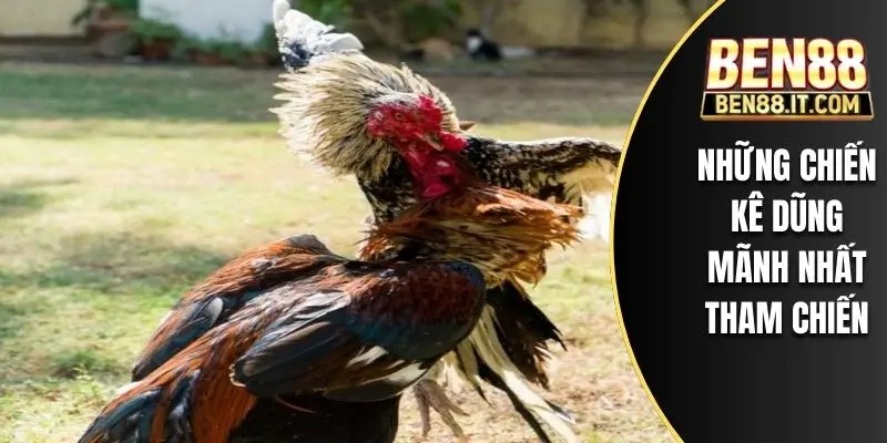 Những chiến kê dũng mãnh nhất tham chiến