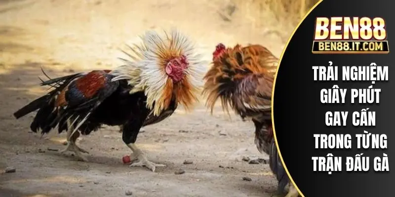 Trải nghiệm giây phút gay cấn trong từng trận đấu gà