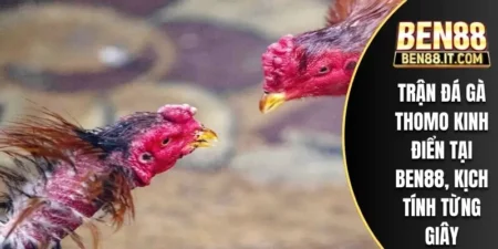 Trận đá gà Thomo kinh điển tại BEN88, kịch tính từng giây